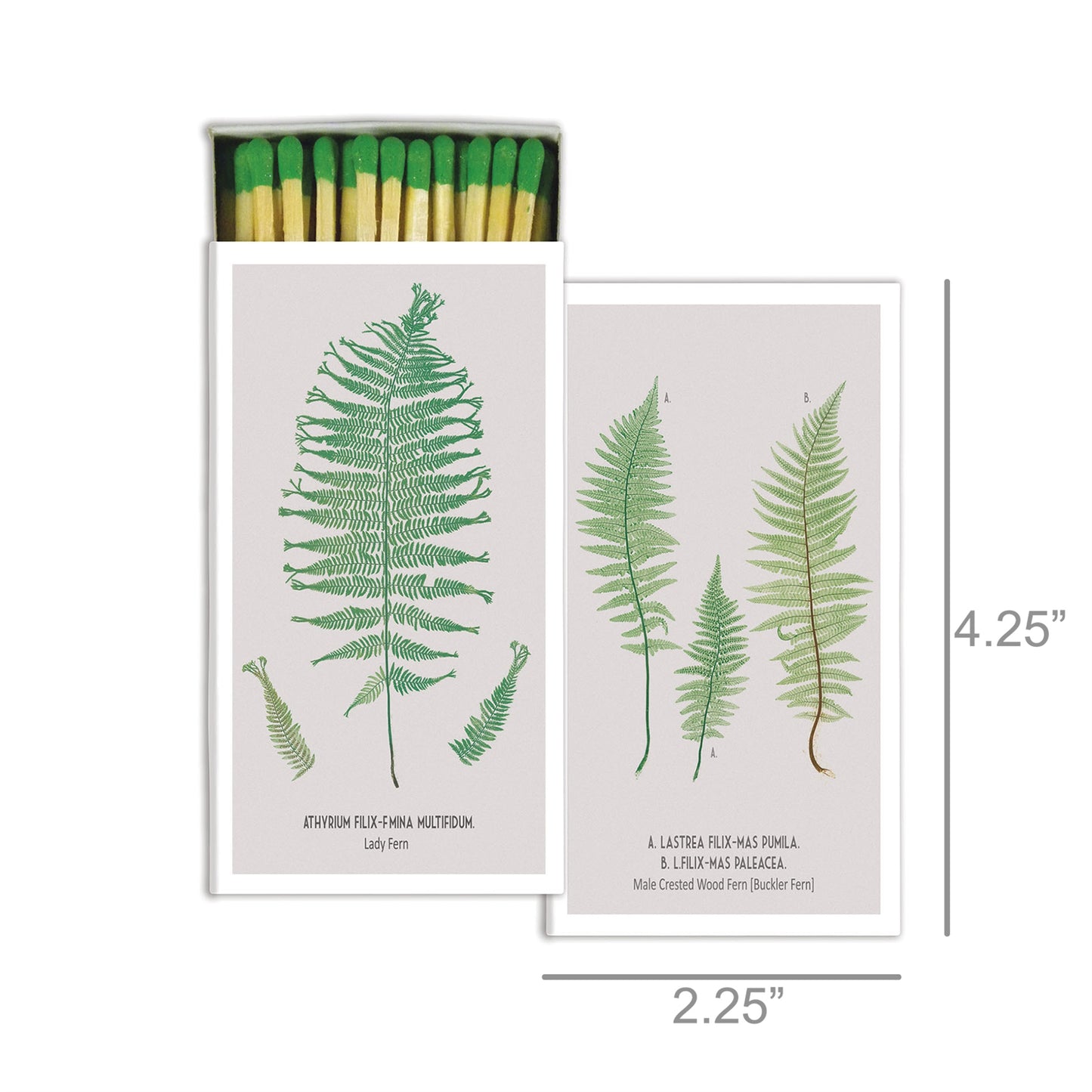 Decorative Matchbox - Fern Species