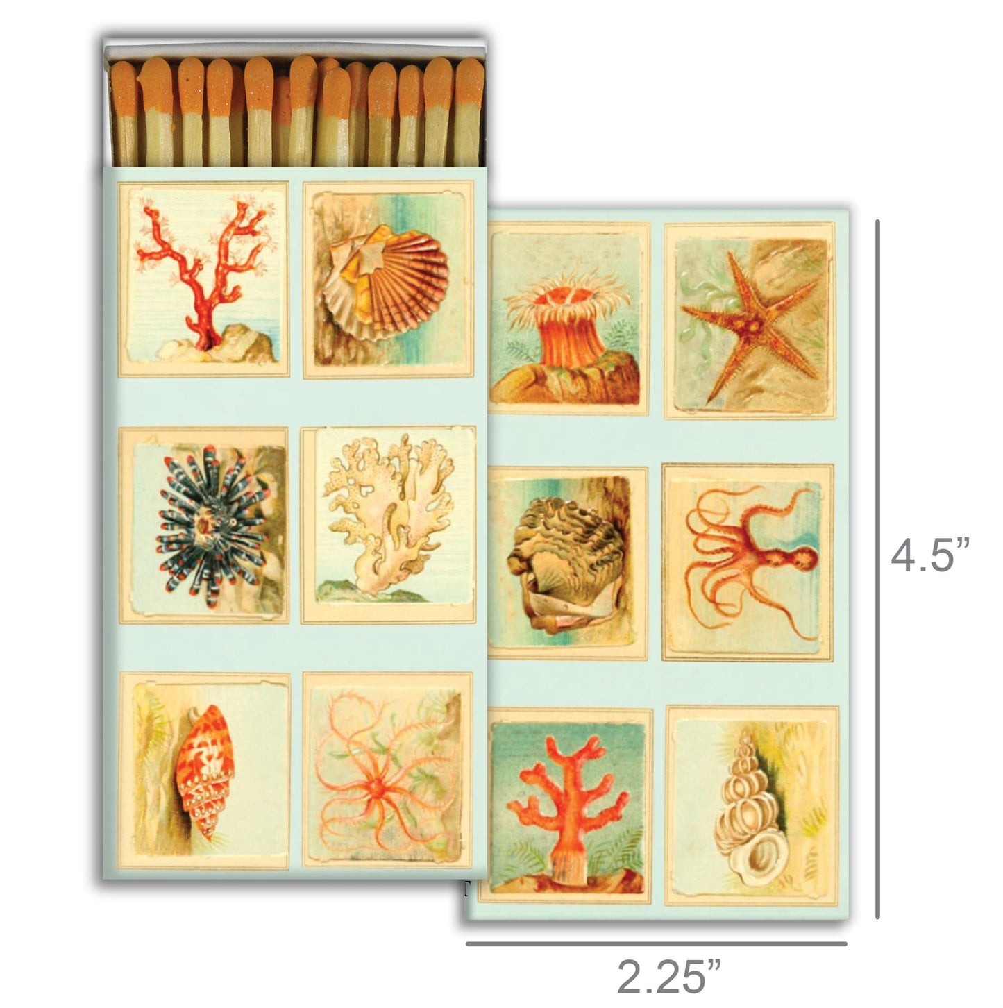 Decorative Matchbox - Mollusks, Coral, Seastars