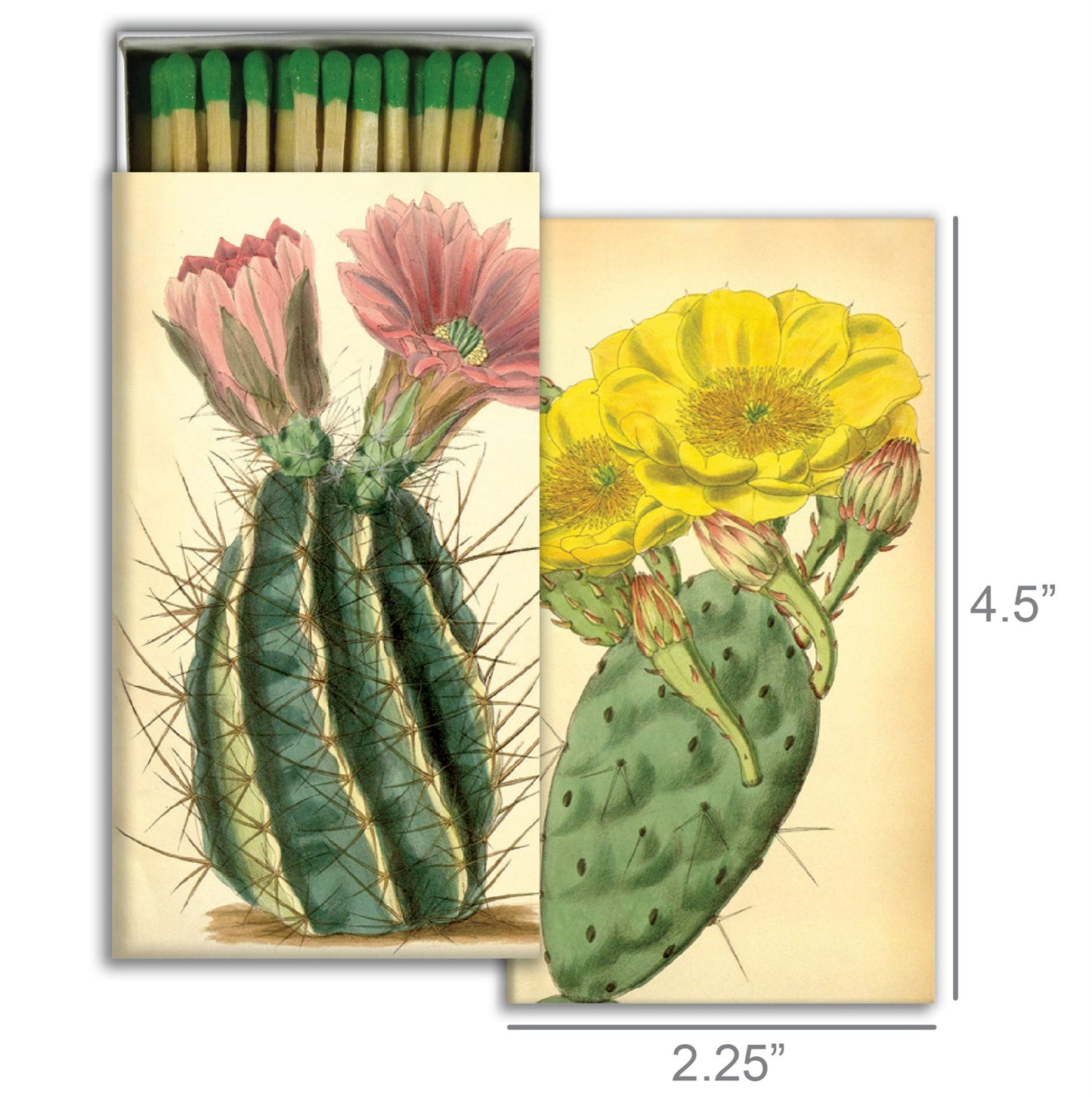 Decorative Matchbox - Flowering Cacti