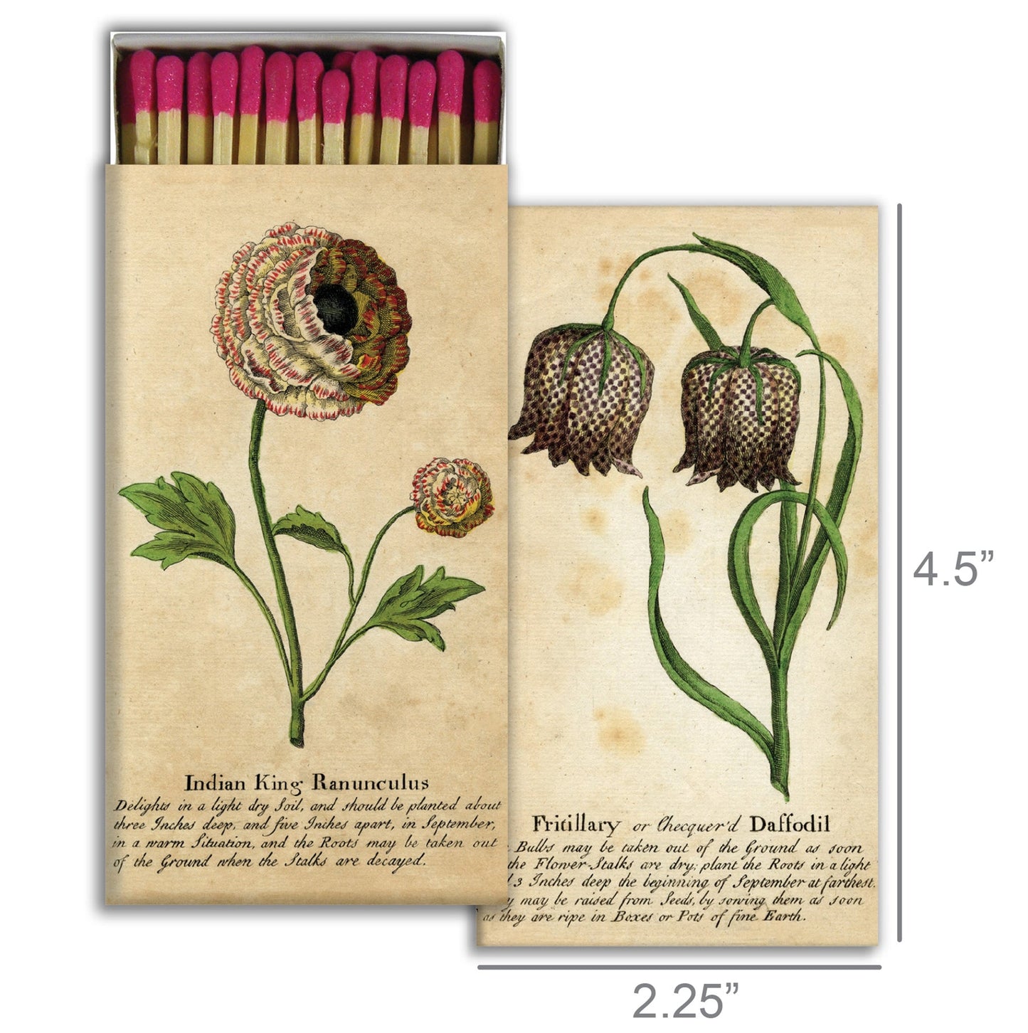 Decorative Matchbox - Ranunculus Daffodils