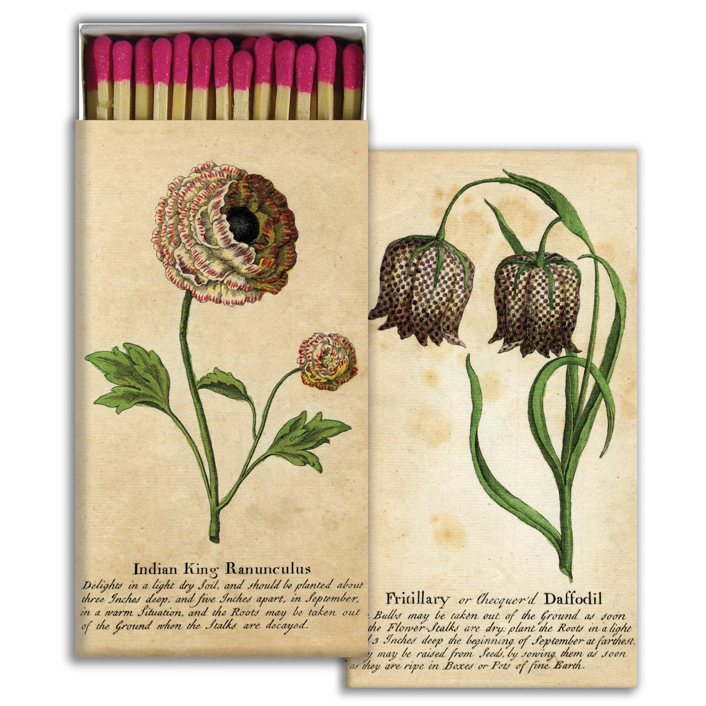 Decorative Matchbox - Ranunculus Daffodils