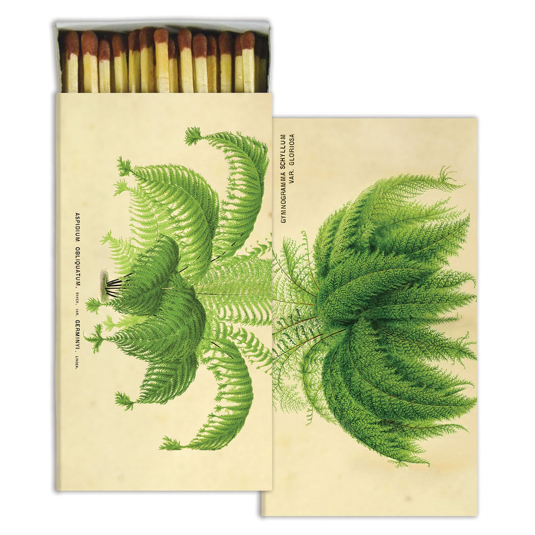 Ferns