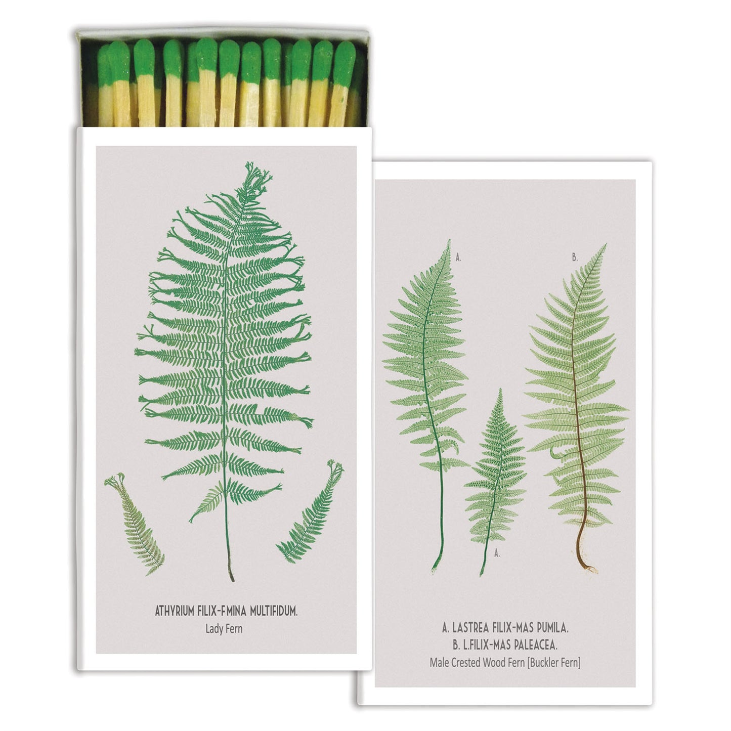 Decorative Matchbox - Fern Species