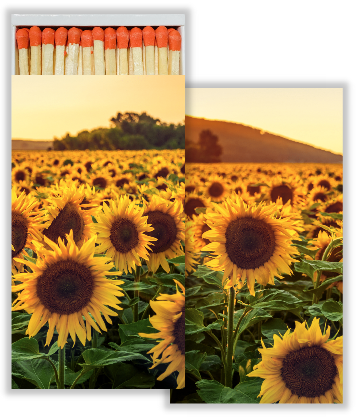 Decorative Matchbox - Sunflower Field
