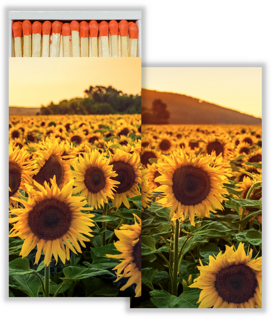 Sunflower Field